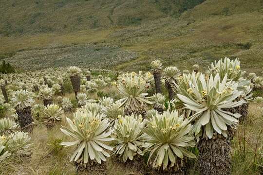 Image of Espeletia pycnophylla Cuatrec.