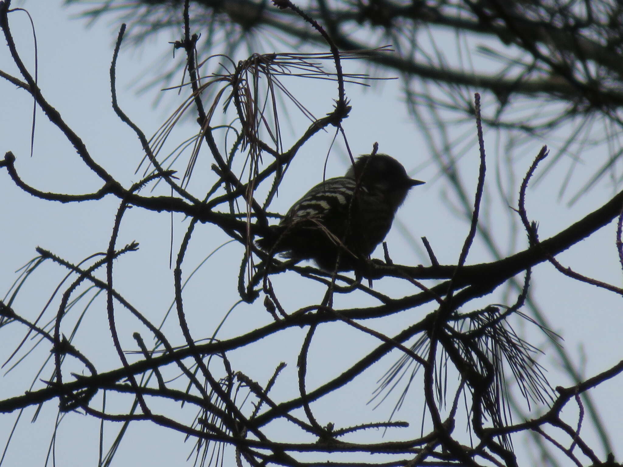 Image of Japanese Pygmy Woodpecker