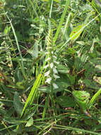 Image of Great Plains lady's tresses