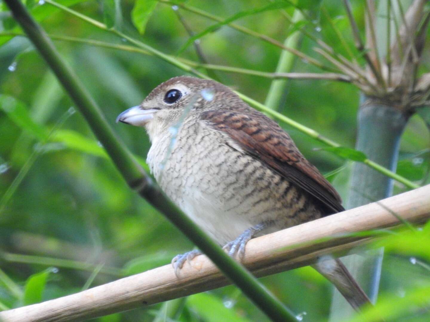 Image of Tiger Shrike