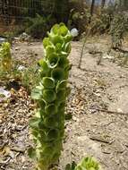 Image of moluccella