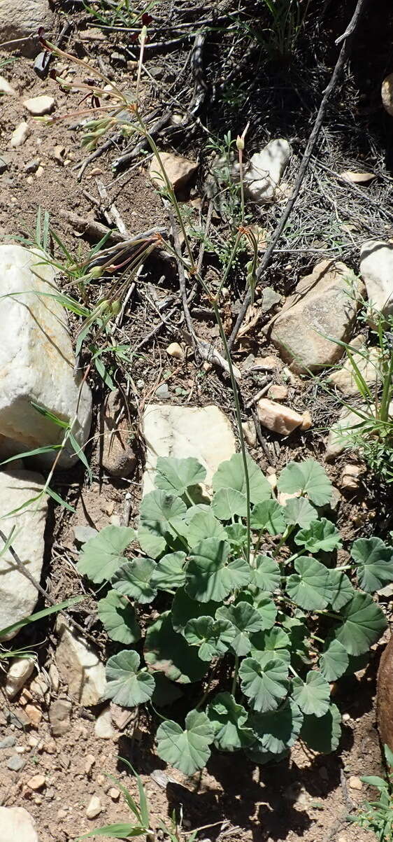 Image of Pelargonium sidoides DC.