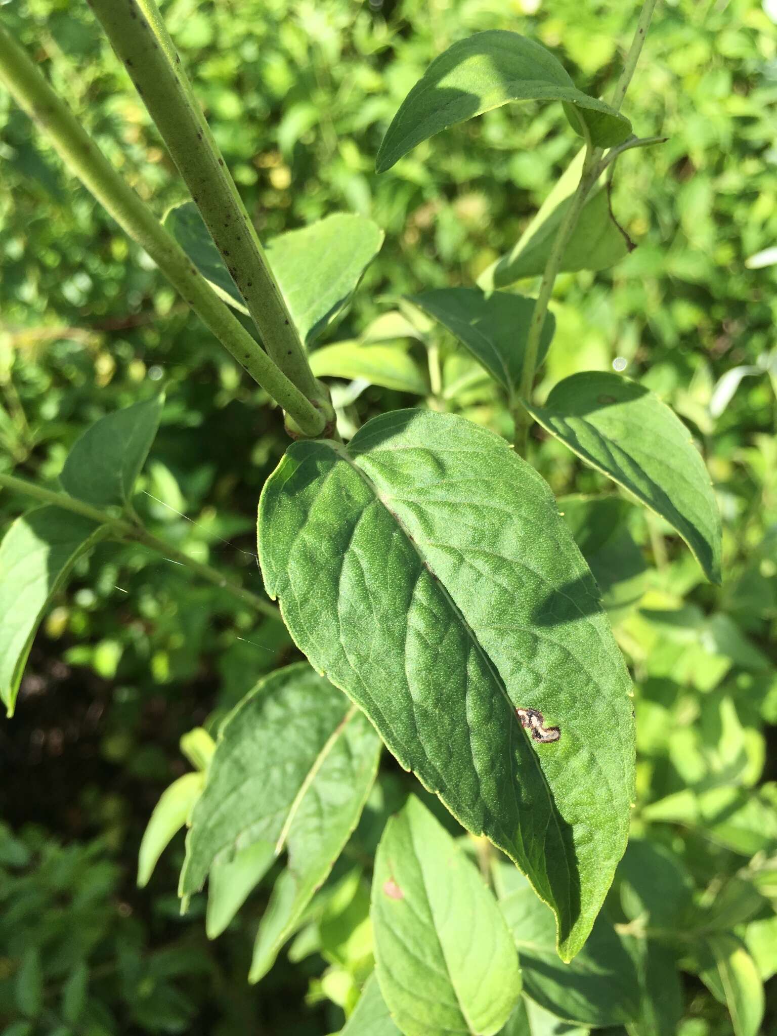 Image of Florida Mountain-Mint