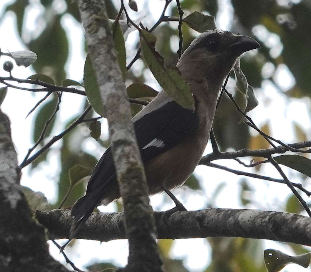 Image of Bornean Treepie