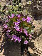 Image of alpine springbeauty