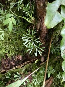 Image de Elaphoglossum peltatum (Sw.) Urb.