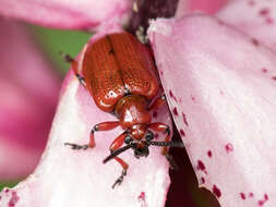 Image of <i>Lilioceris schneideri</i>