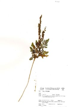 Image of anemia fern