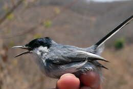 Image of White-lored Gnatcatcher