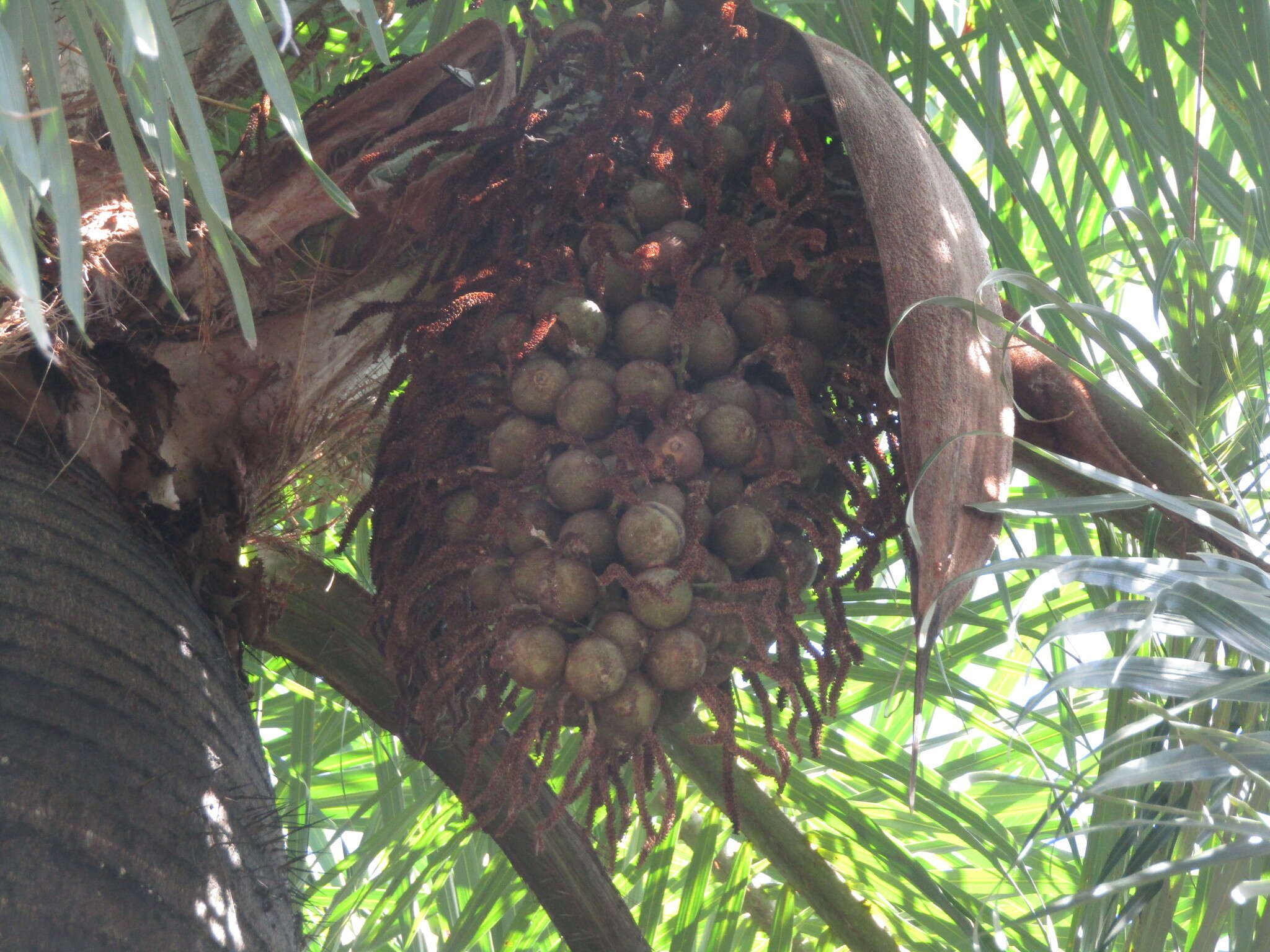 Image of Acrocomia intumescens Drude