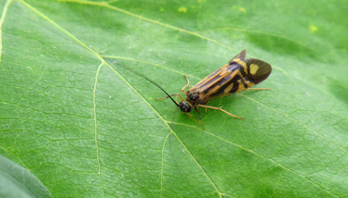 Image of Zebra Caddisfly