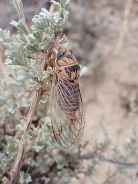 Image of Okanagana sugdeni Davis & W. T. 1938