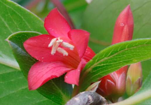 Слика од Marianthus erubescens Putterl.