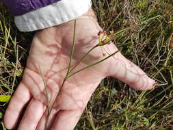 Image of Centella macrocarpa (Rich.) Adamson