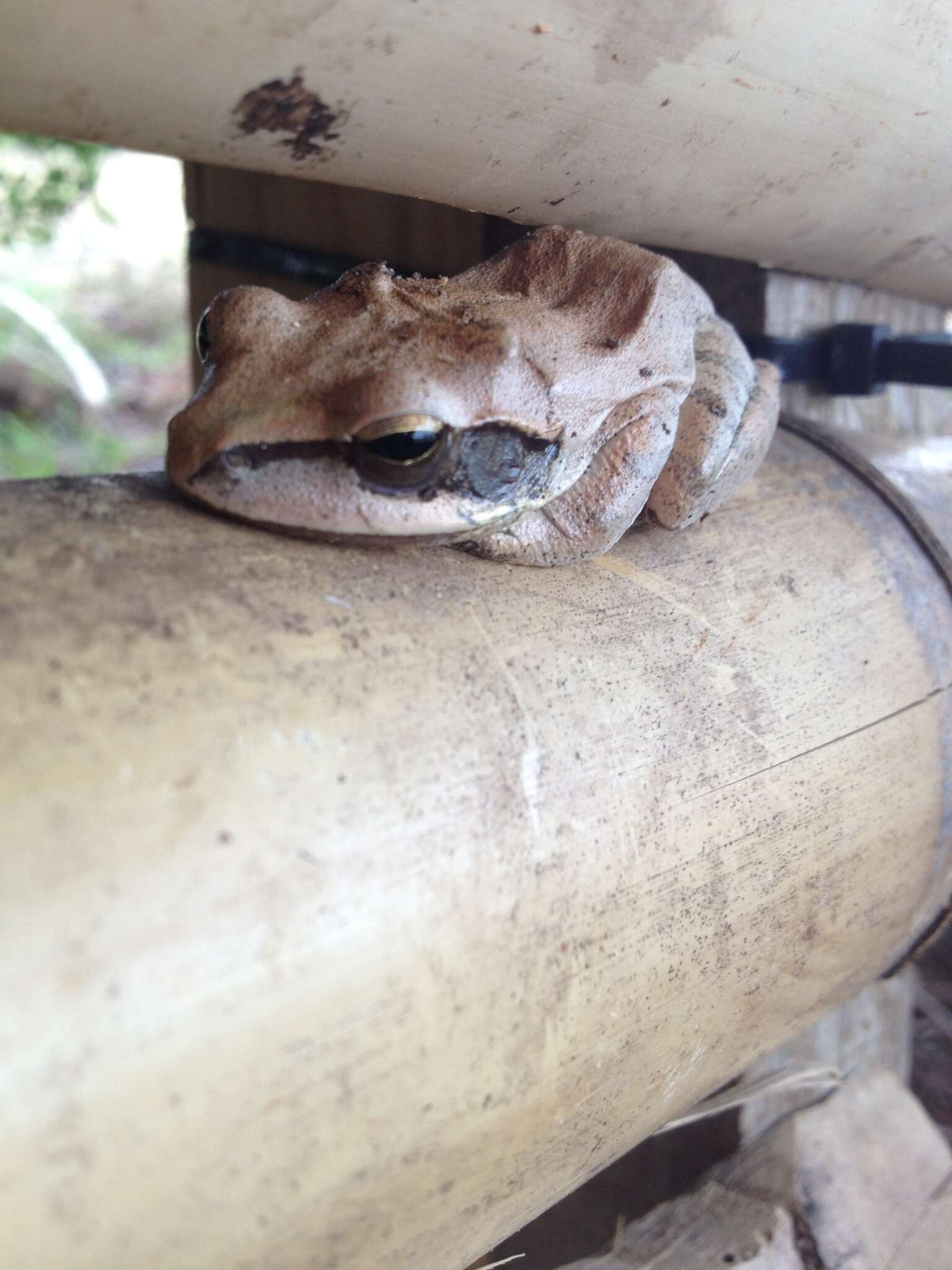 Image of Himalayan Tree Frog