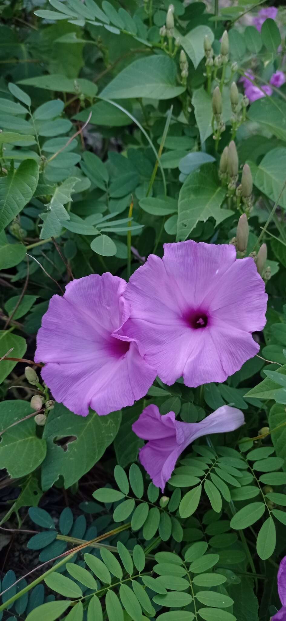 Ipomoea carnea subsp. carnea resmi