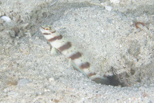 Image of Prawn-goby prawngoby shrimp-goby