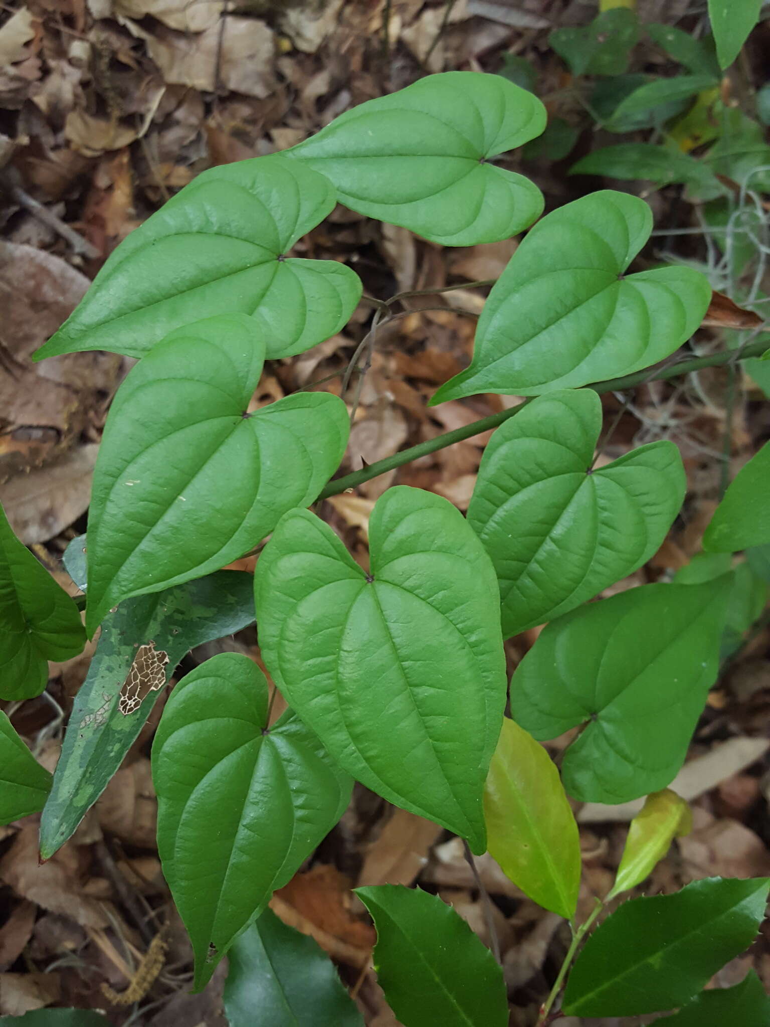 Dioscorea floridana Bartlett的圖片