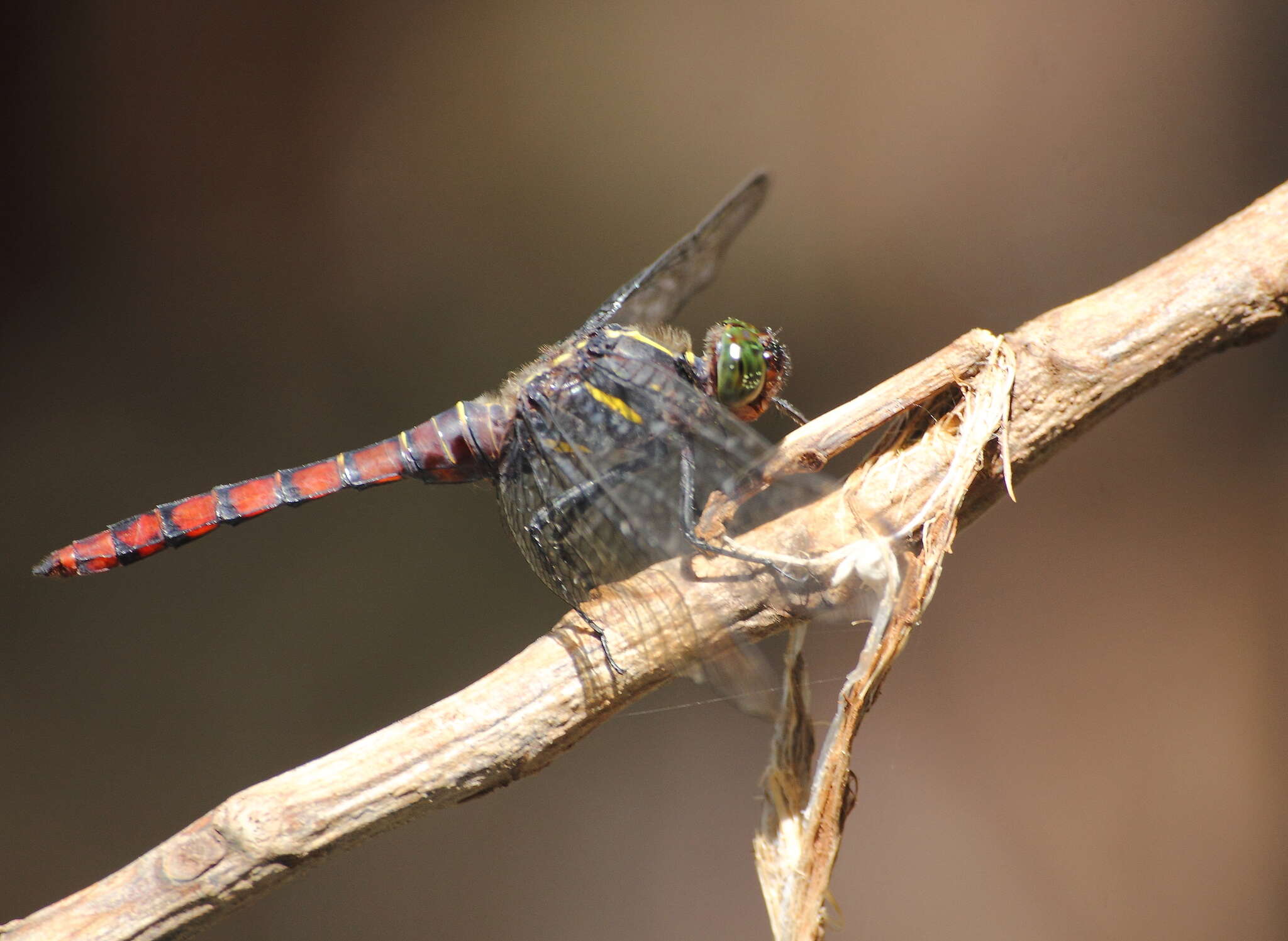 Image de Onychothemis culminicola Förster 1904