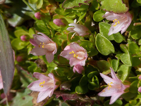 Image of Lysimachia alternifolia (Cav.)