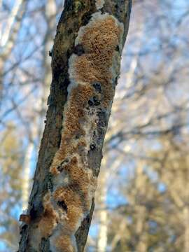 صورة Oxyporus corticola (Fr.) Ryvarden 1972