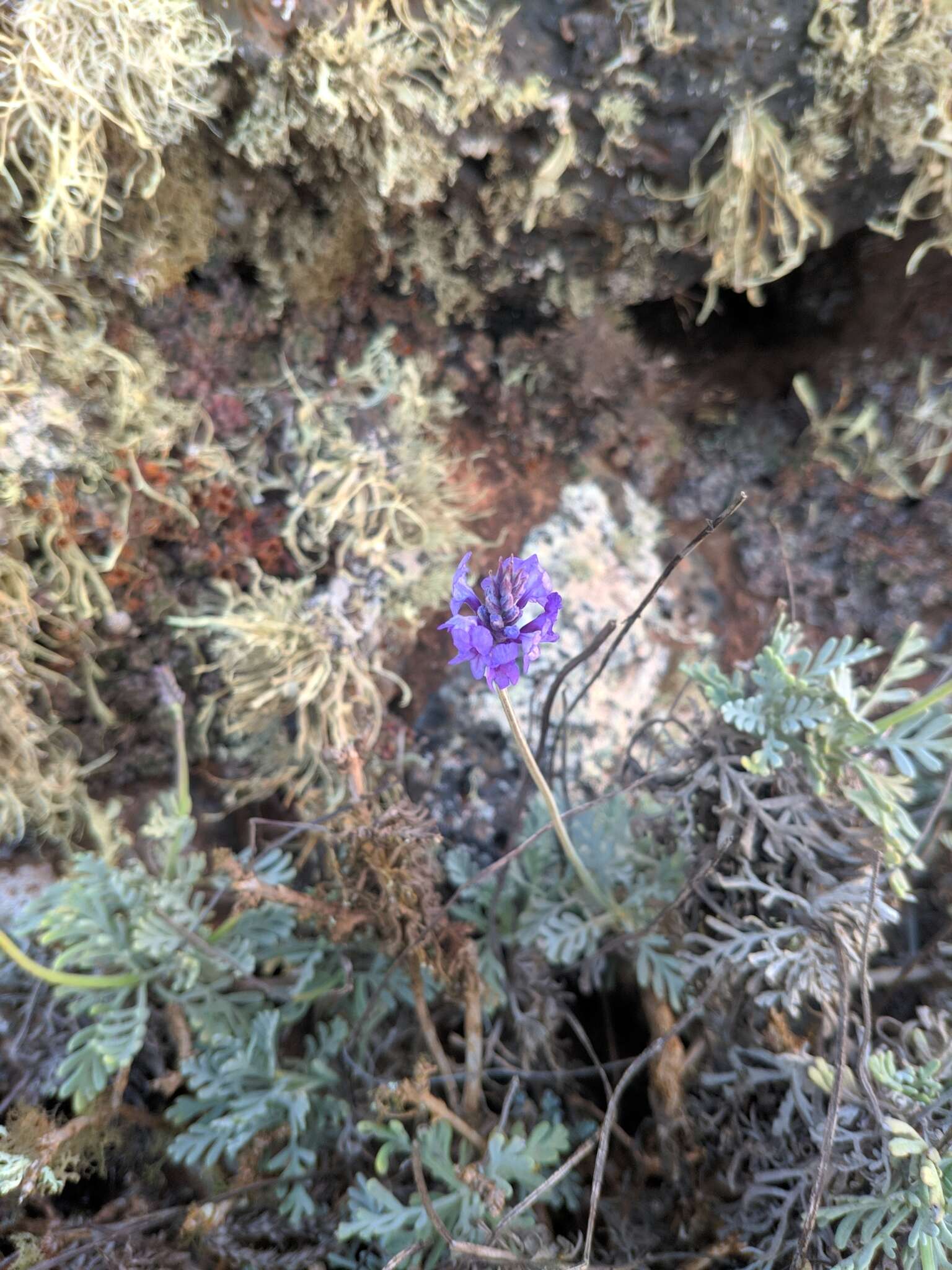 Plancia ëd Lavandula pinnata Lundmark