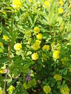 صورة Trifolium campestre var. campestre