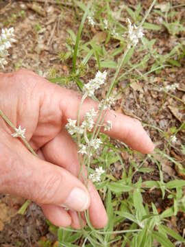 Imagem de Froelichia gracilis (Hook.) Moq.