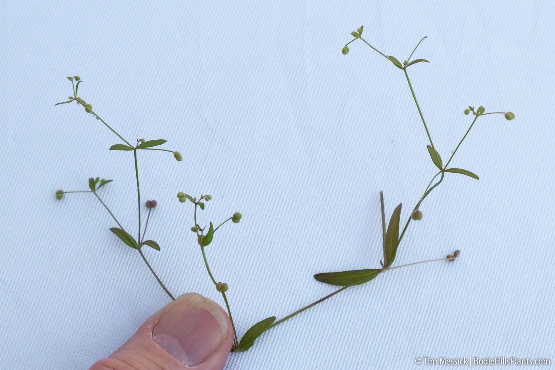 Image of twinleaf bedstraw