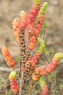 Image de Salicornia bigelovii Torrey