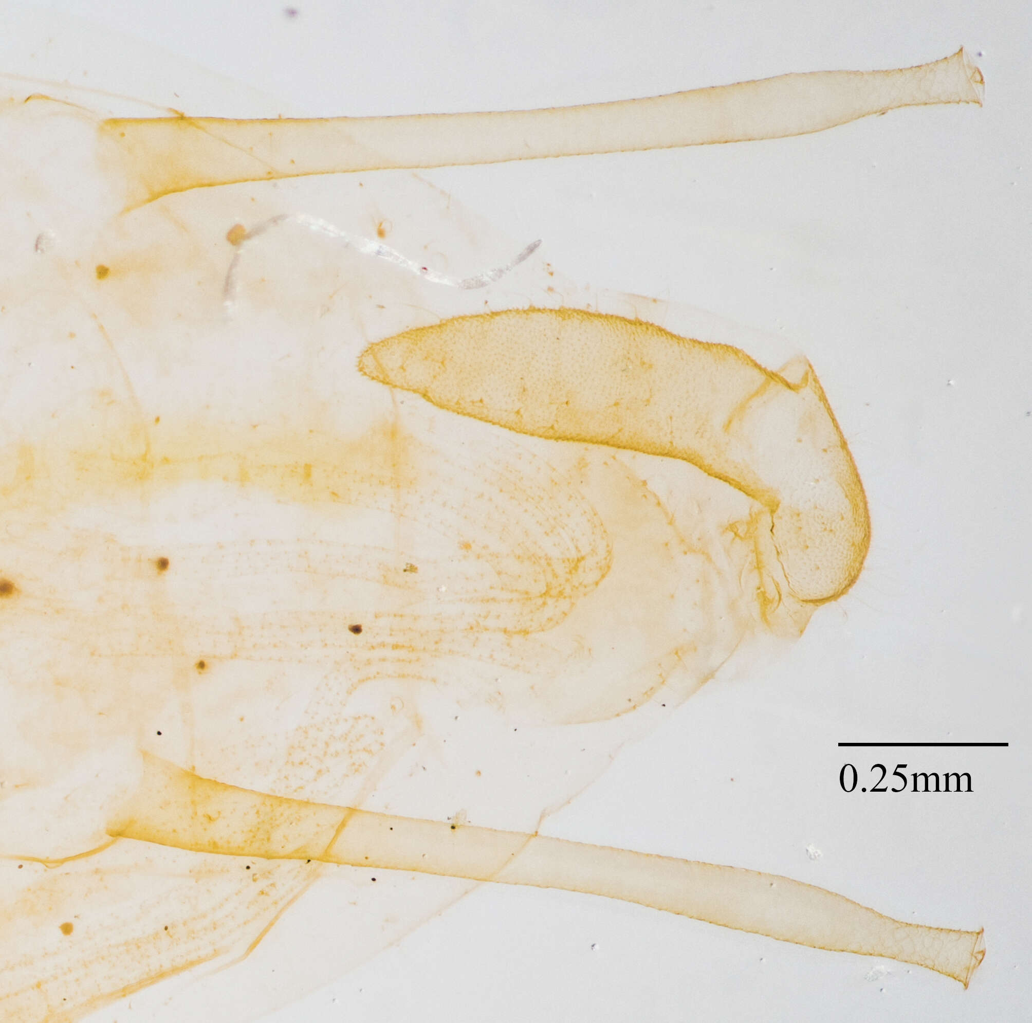 Imagem de Illinoia (Amphorinophora) crystleae (Smith, C. F. & Knowlton 1939)