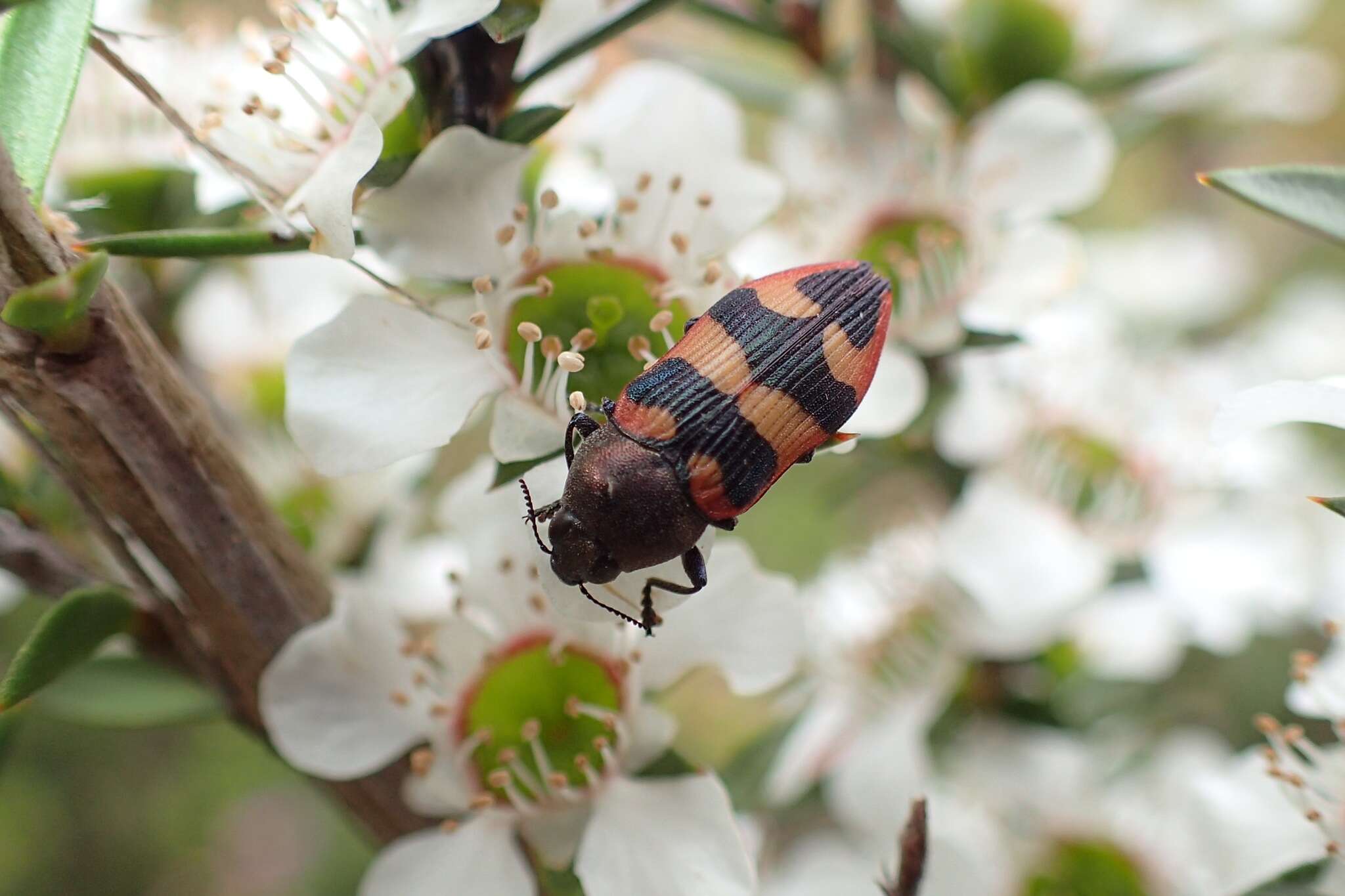 Image of Castiarina marginata (Barker 1983)