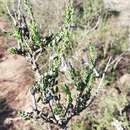 Image of Freylinia undulata (L. fil.) Benth.