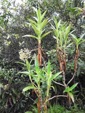 Image of Hedyotis acutangula Champ. ex Benth.