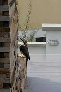 Image of Andean Flicker