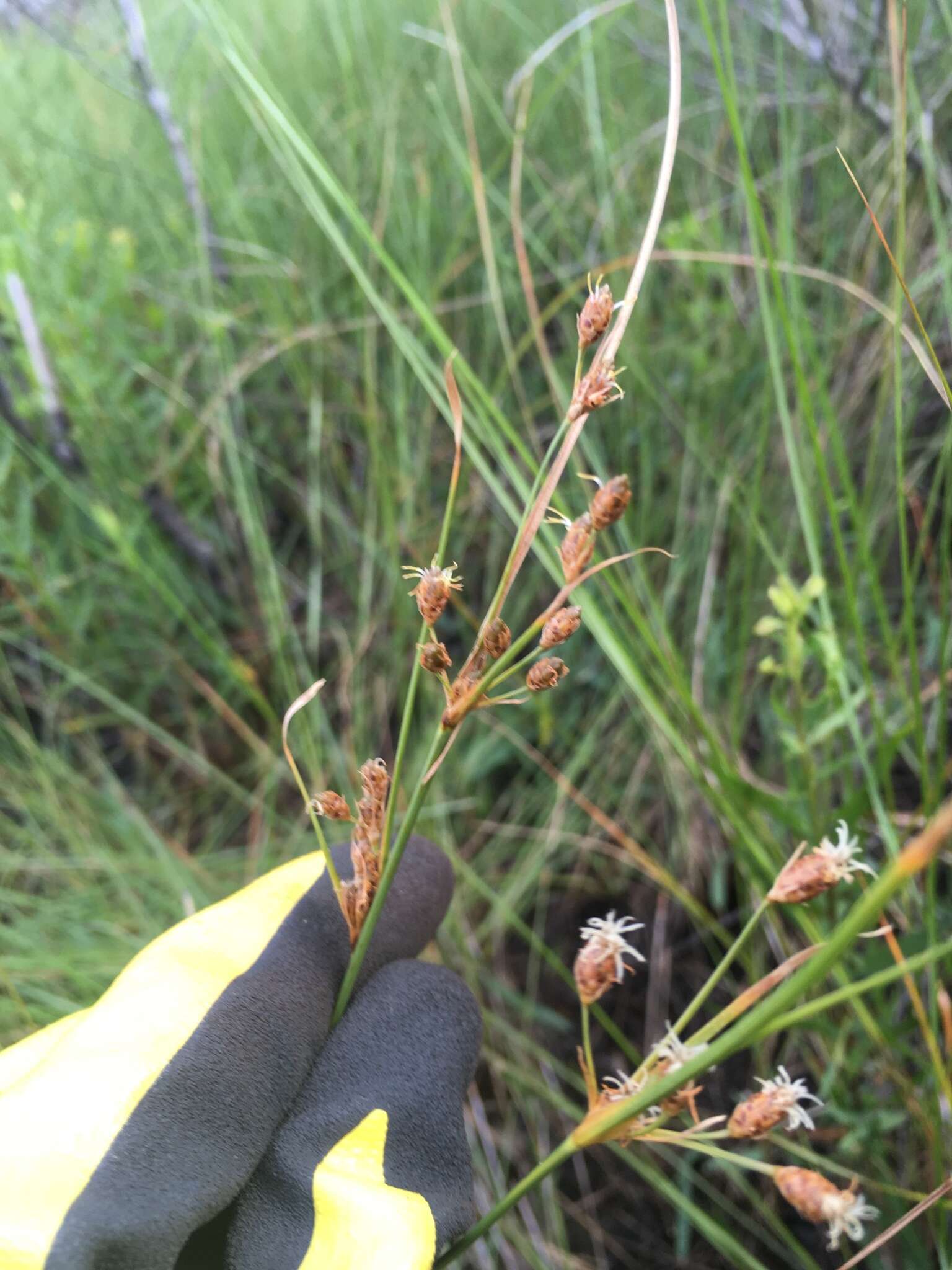 Imagem de Fimbristylis caroliniana (Lam.) Fernald