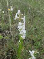 Image of Guadalupe beardtongue