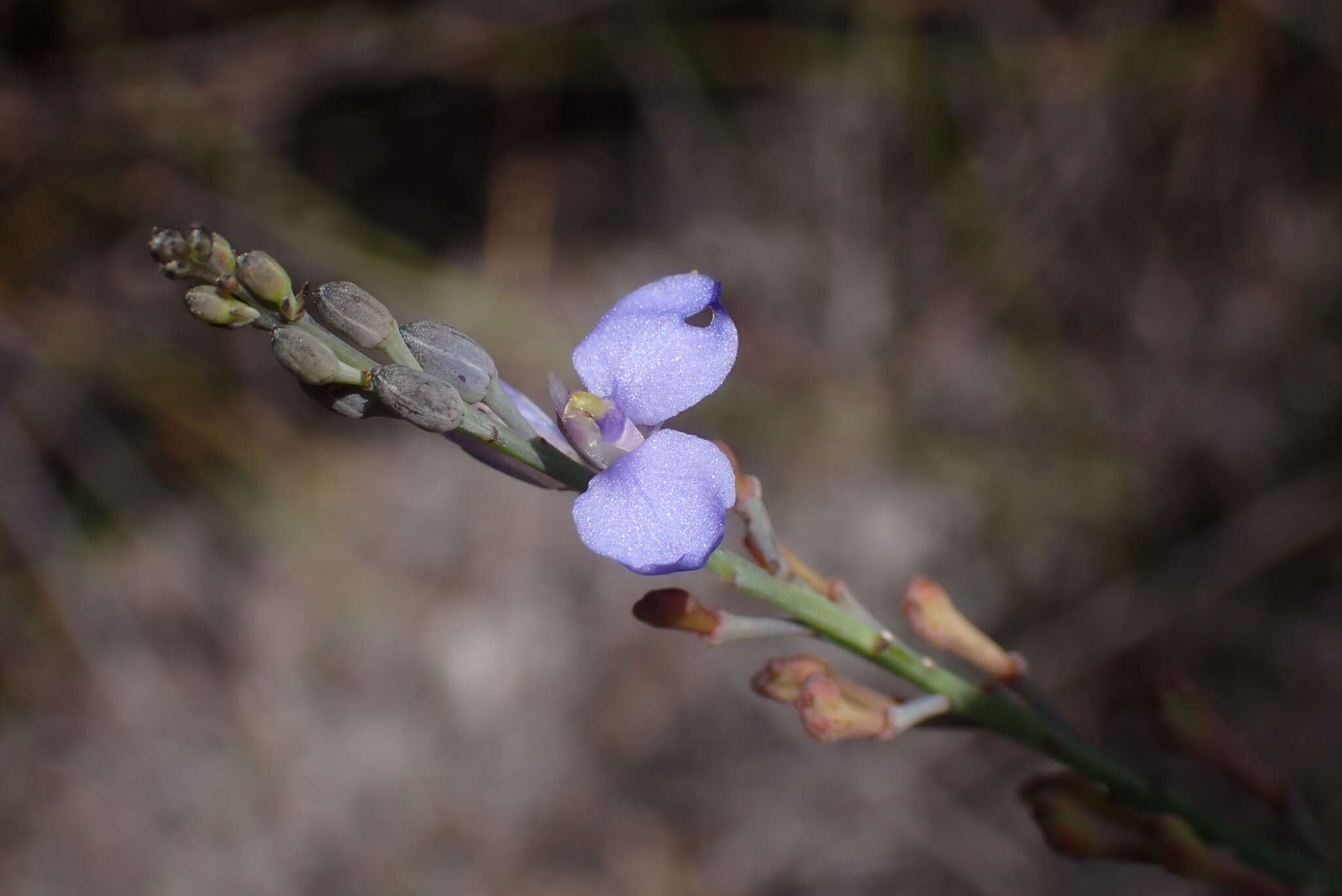 Sivun Comesperma defoliatum F. Müll. kuva