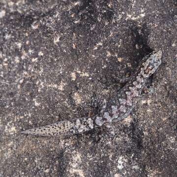 Image of Lesueur's Gecko