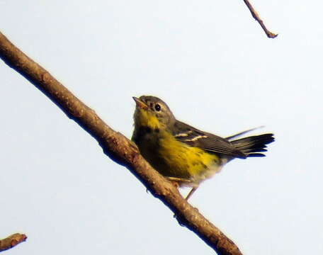 Image of Magnolia Warbler