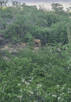 Image of Odocoileus hemionus peninsulae (Lydekker 1898)