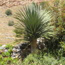 Image of Dracaena draco subsp. ajgal Benabid & Cuzin