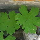 Image of Geranium mascatense Boiss.