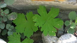 Image of Geranium mascatense Boiss.