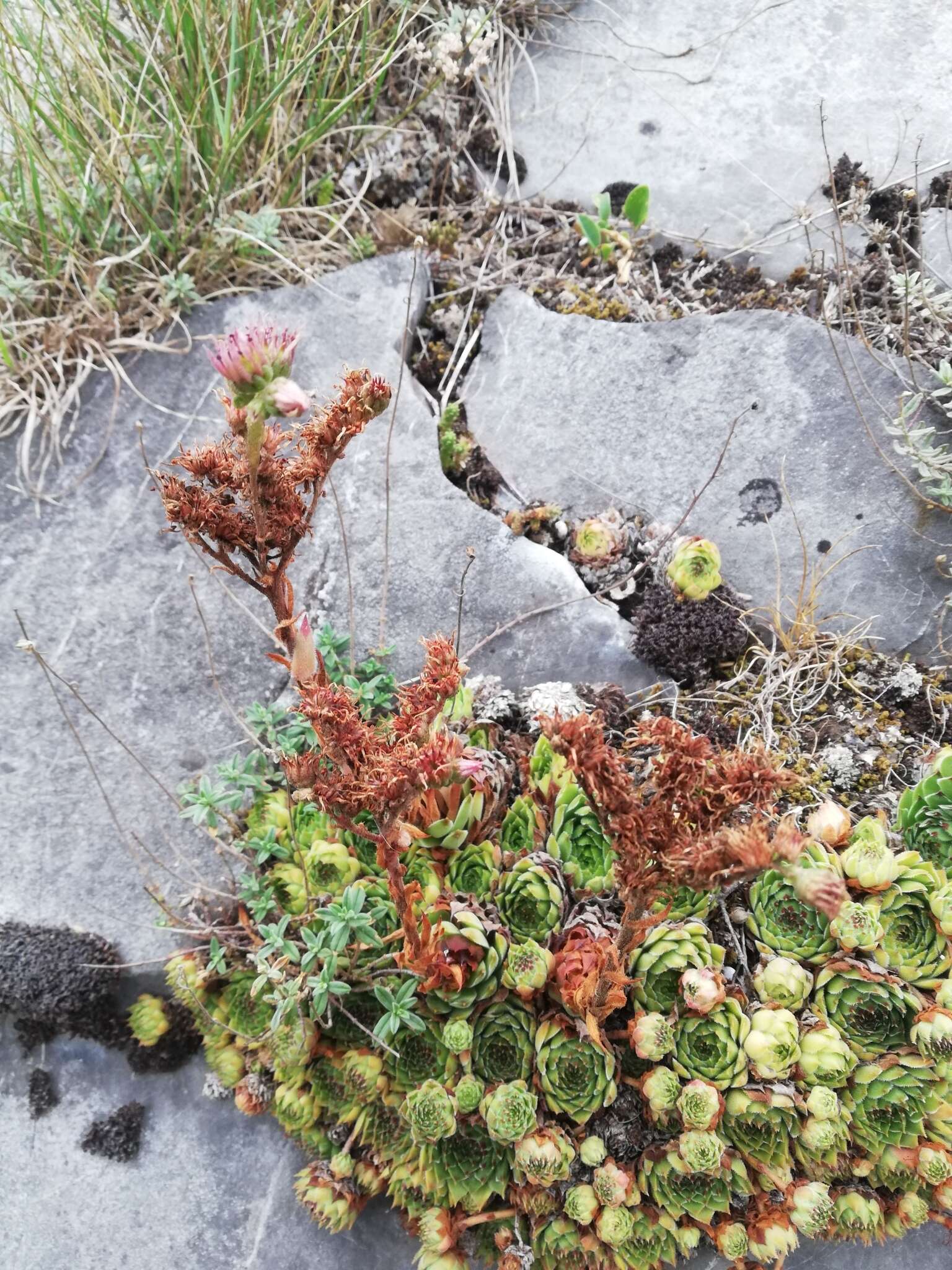 Image of Sempervivum vicentei Pau