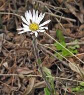 Imagem de Noticastrum argenteum Cabrera