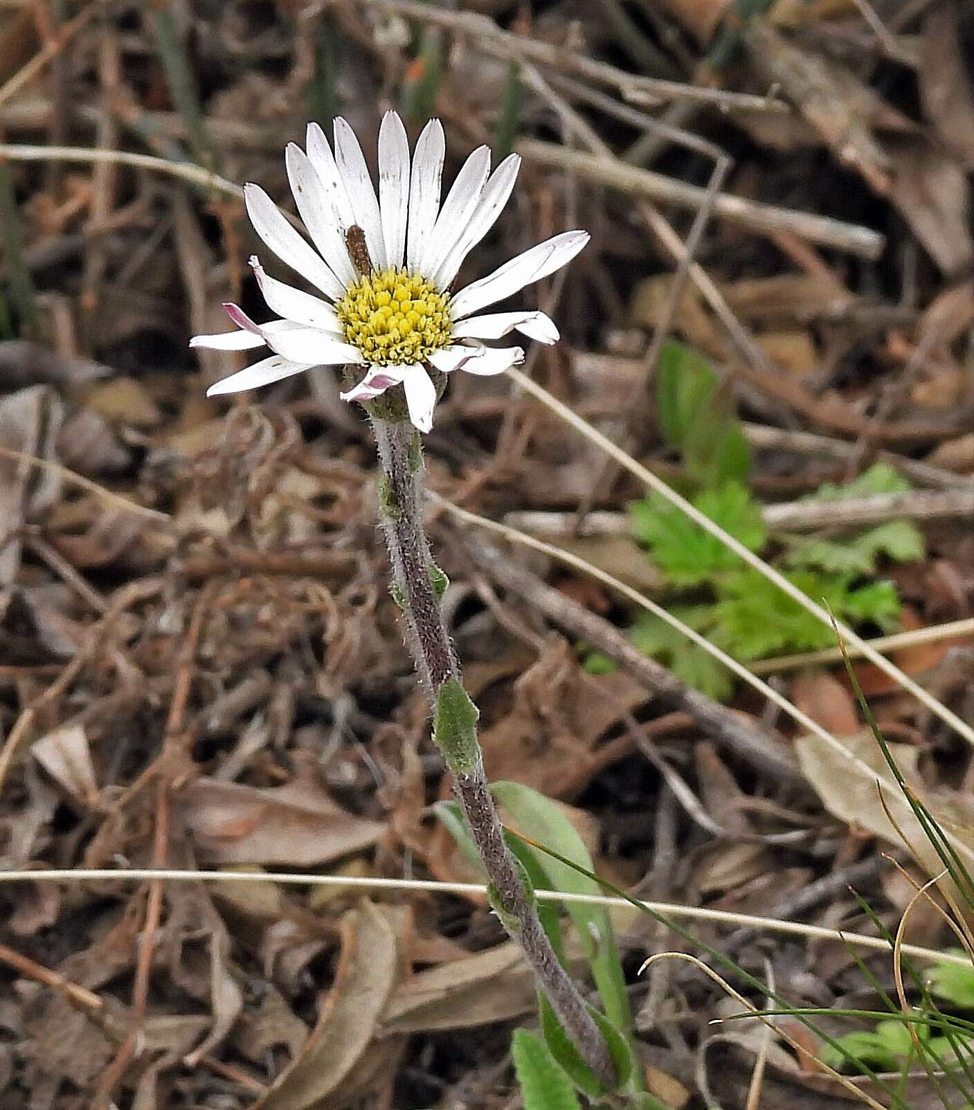 Image of Noticastrum argenteum Cabrera