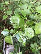 Image of Viburnum leaf beetle