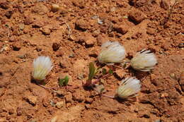 Слика од Ptilotus crosslandii (F. Müll.) Benl