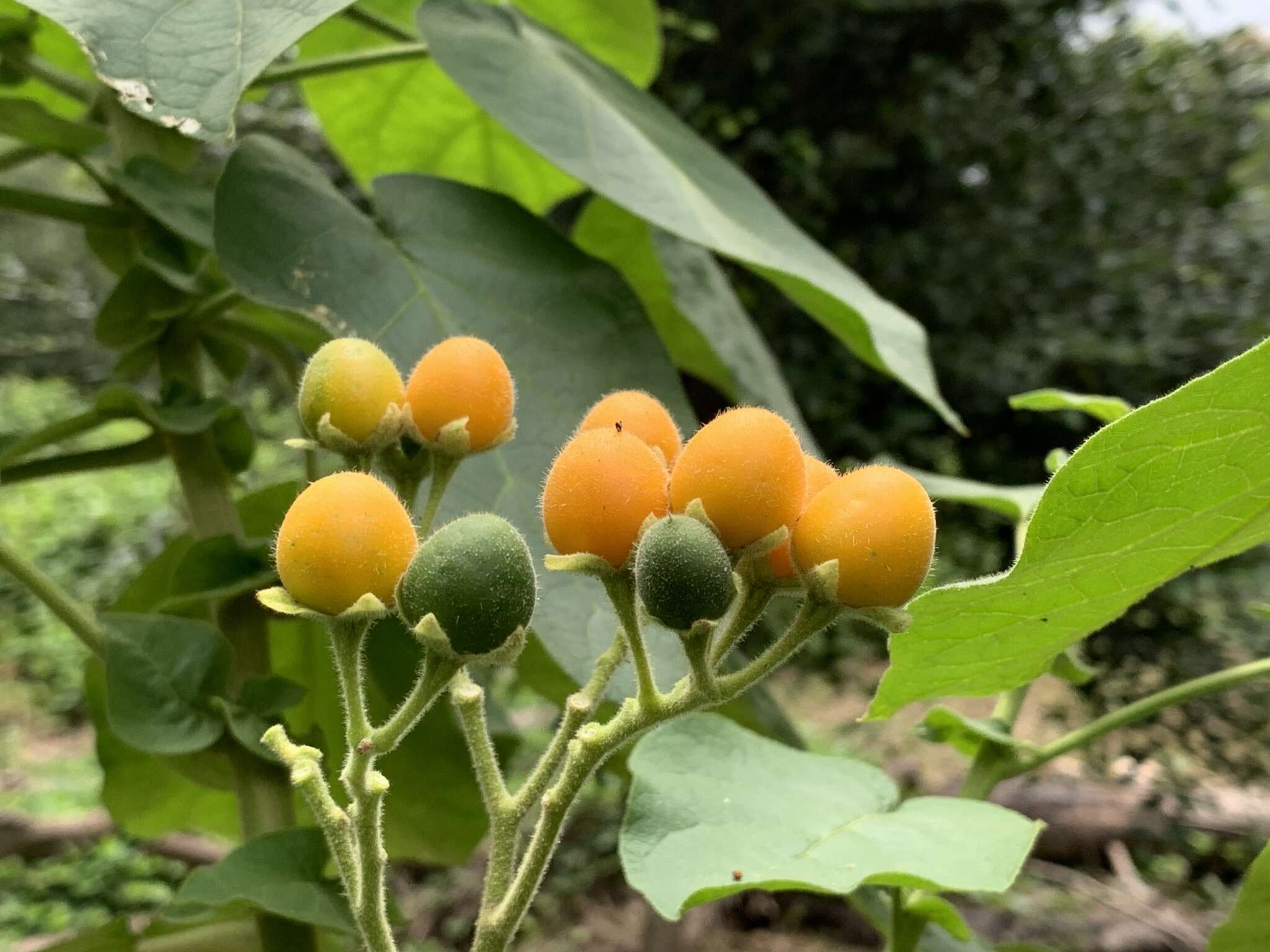 صورة Solanum abutiloides (Griseb.) Bitter & Lillo